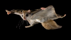 flyingsquirrel_gliding