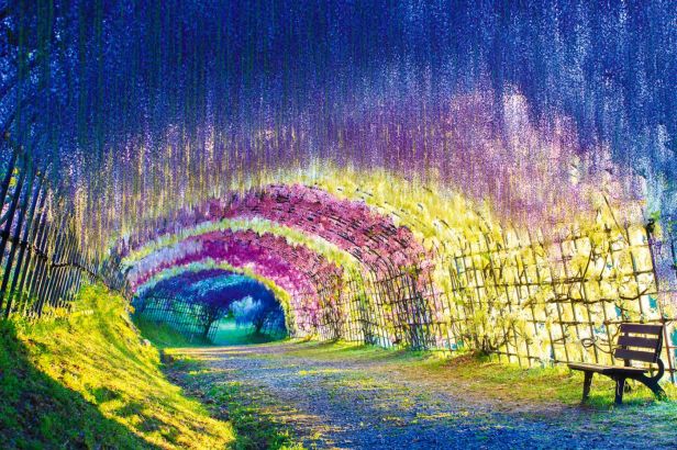 wisteria-tunnel-kawachi-gardens-japan.jpg